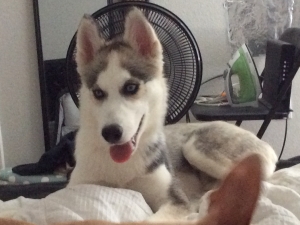AKC Siberian Husky Looking For A Suitable Stud!!! Listing Image