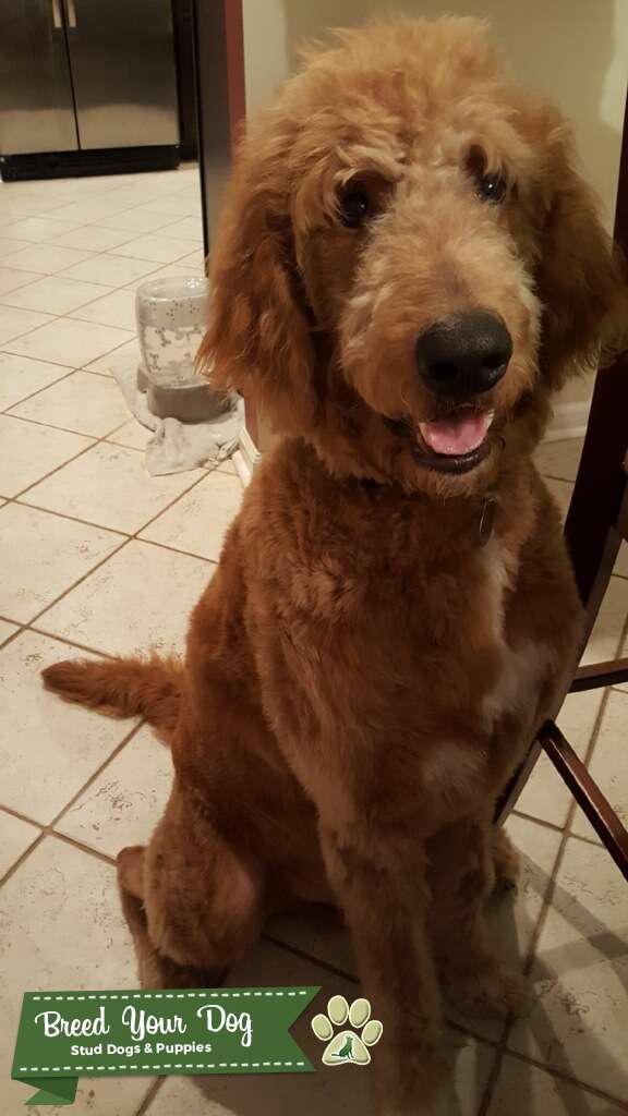 F2b standard goldendoodle Stud Dog in North carolina, the United States Breed Your Dog