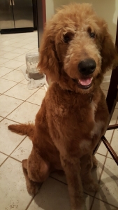 F2b standard goldendoodle Listing Image