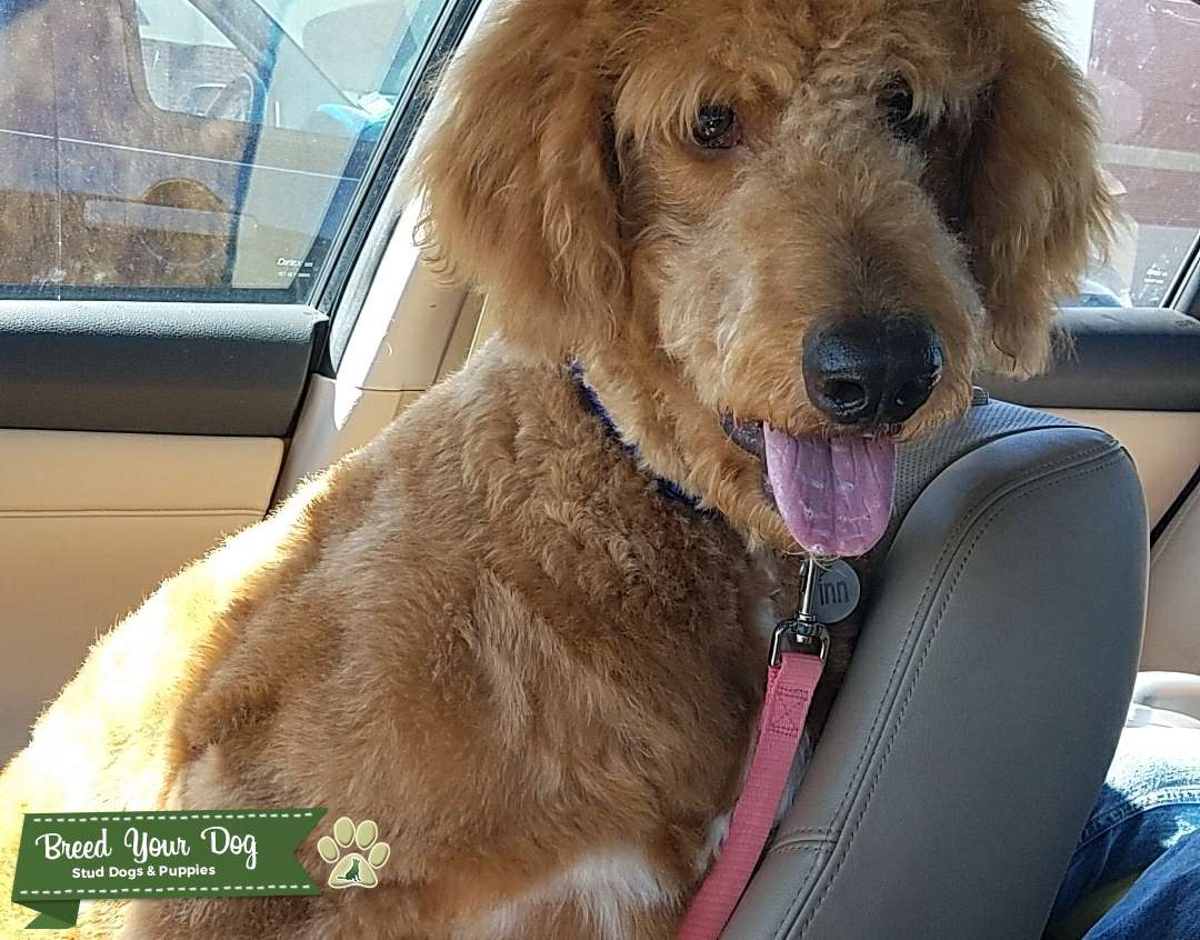 F2b standard goldendoodle Stud Dog in North carolina, the United States Breed Your Dog