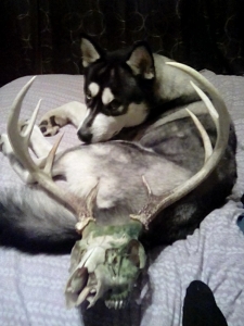 Siberian Husky for Stud Listing Image