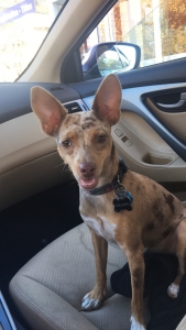 Mini Aussie/Jack Russell trying to breed  Listing Image