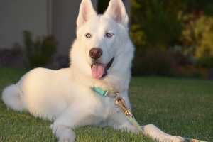 ISO: Siberian Husky Stud  Listing Image