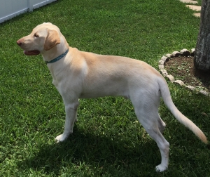 AKC Yellow Lab looking for breeding mate  Listing Image