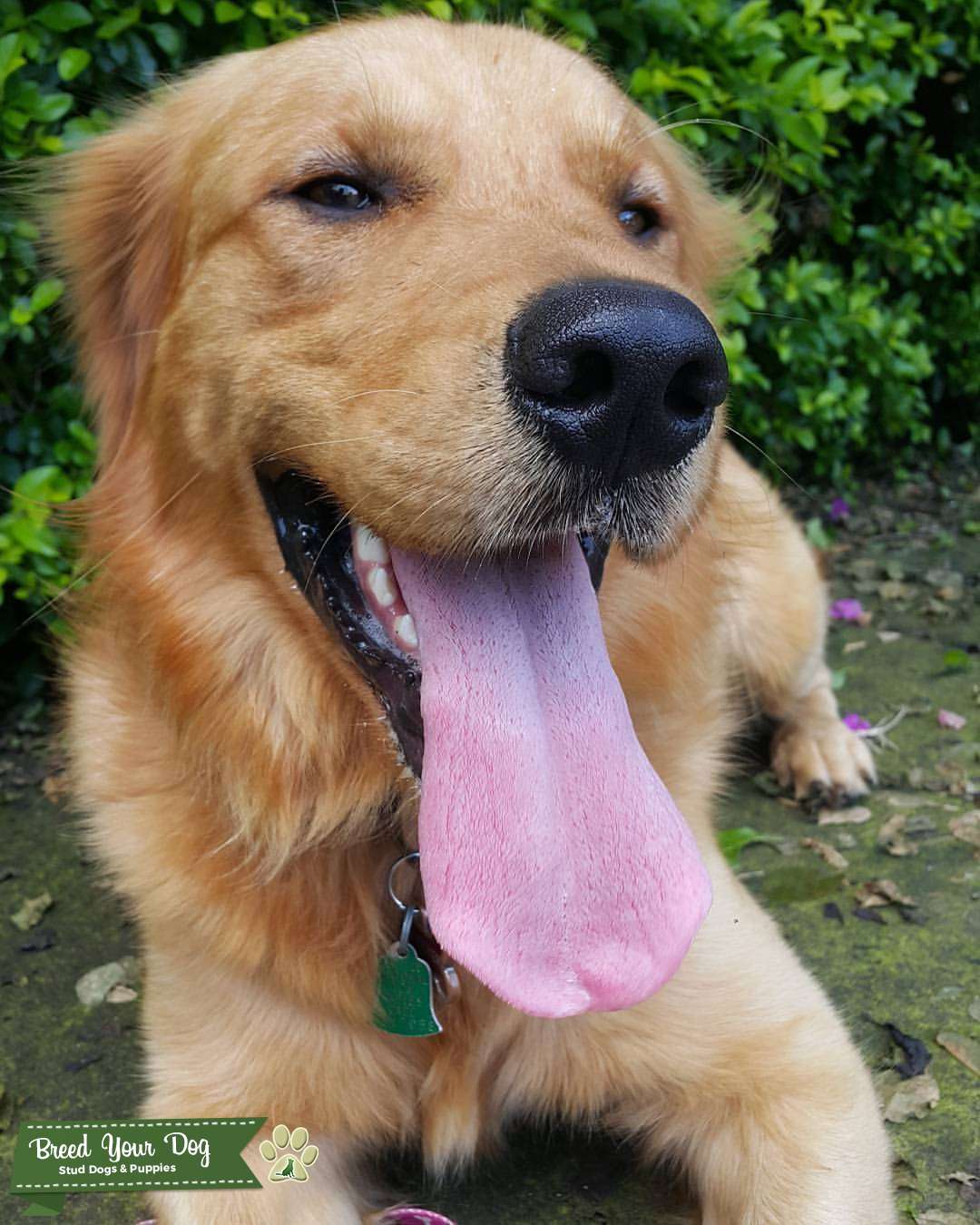 Beautiful Golden Retriever looking for his first girlfriend