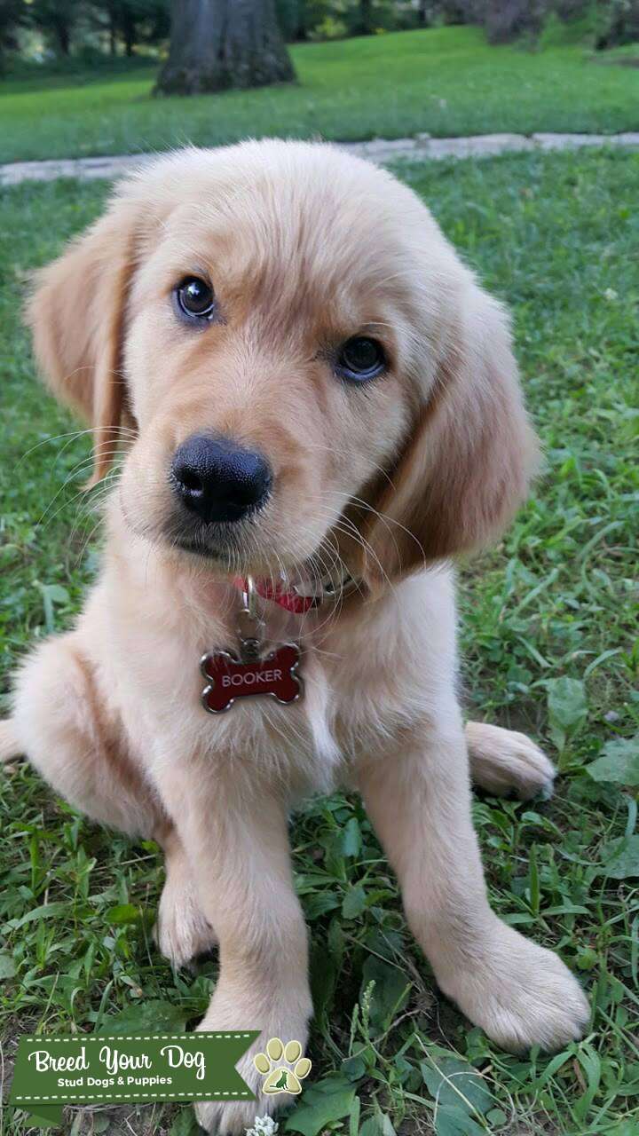 Beautiful Golden Retriever looking for his first girlfriend