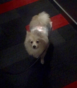 Pomeranian Female available  Listing Image