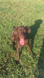 Handsome pure breed lab (MALE)  looking to breed  Listing Image