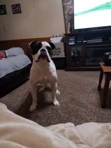 Male Olde English bulldog  looking for female to breed with Listing Image