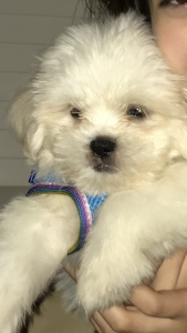 Maltese Listing Image