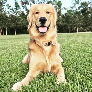 Golden Retriever Stud Listing Image