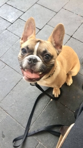 AKC Registered Champion Bloodlines French Bulldog Listing Image