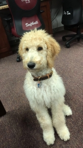 Stud Dog Listing Image
