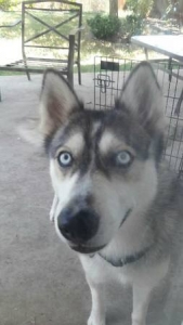 Female husky  Listing Image