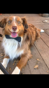 Beautiful male mini aussie  Listing Image