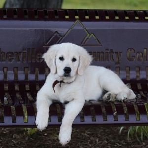 English Cream Golden Retriever  Listing Image