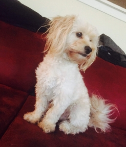 Adorable Perfect Morkie available to stud Listing Image