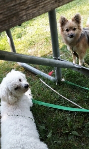 Pomerania for breeding Listing Image
