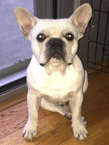 Beautiful, Healthy Fawn French Bulldog  Listing Image