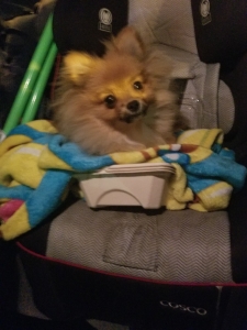 Teacup Pomeranian  Listing Image