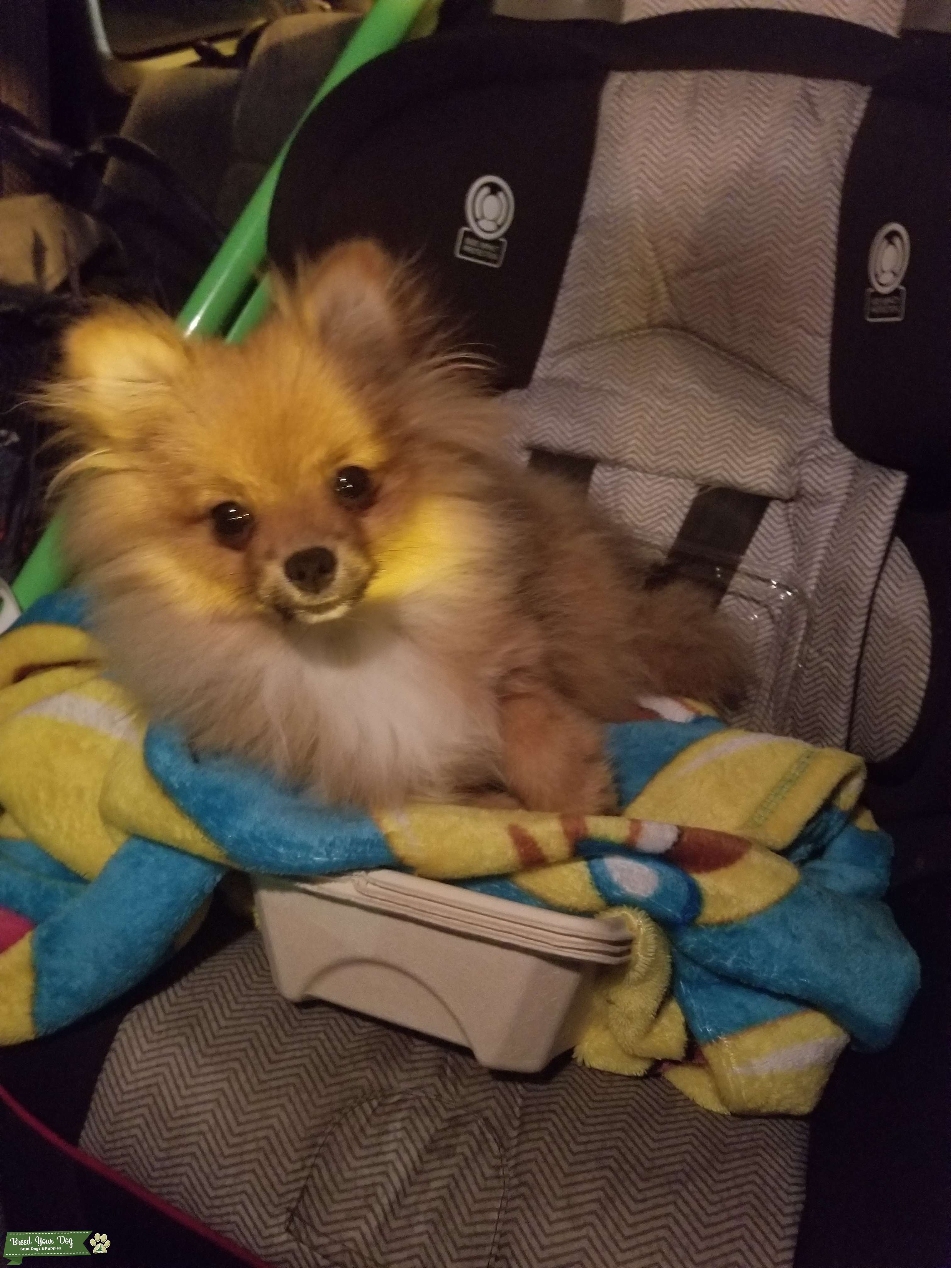 Teacup Pomeranian Stud Dog in Maryland, the United States Breed