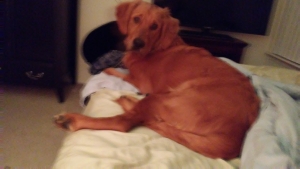 Golden Retriever stud AKC Listing Image