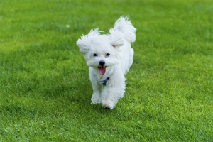 Bichon Frise stud AKC registered  Listing Image