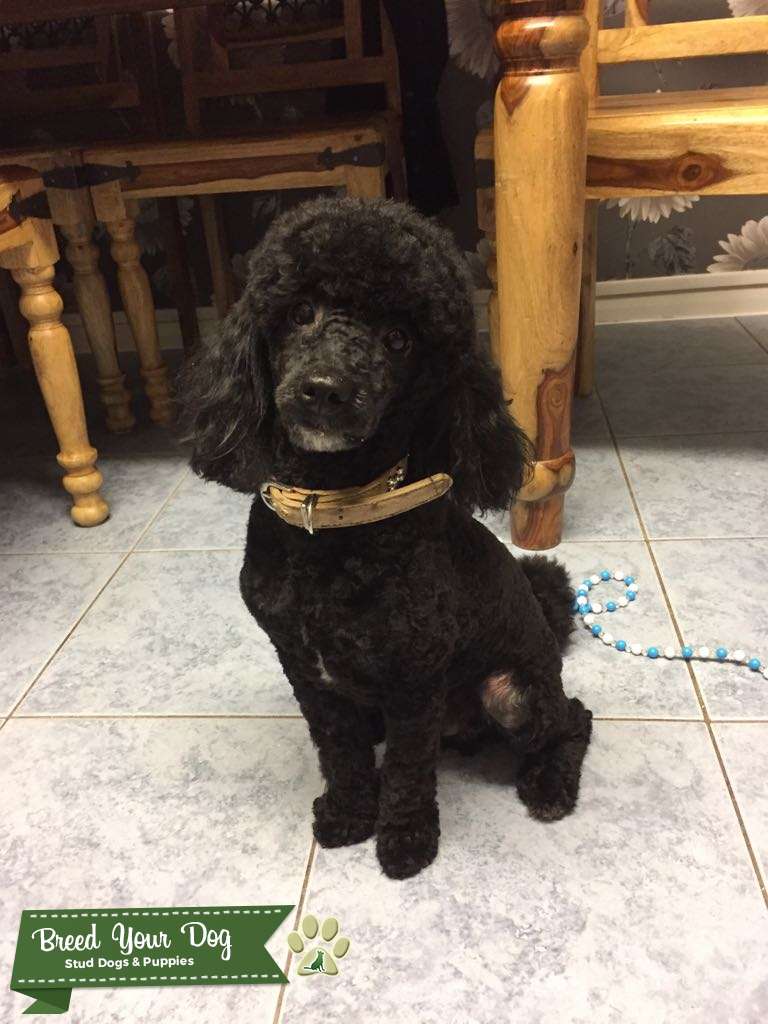 (MALE) Toy poodle FULL PEDIGREE Stud Dog in London, the United States