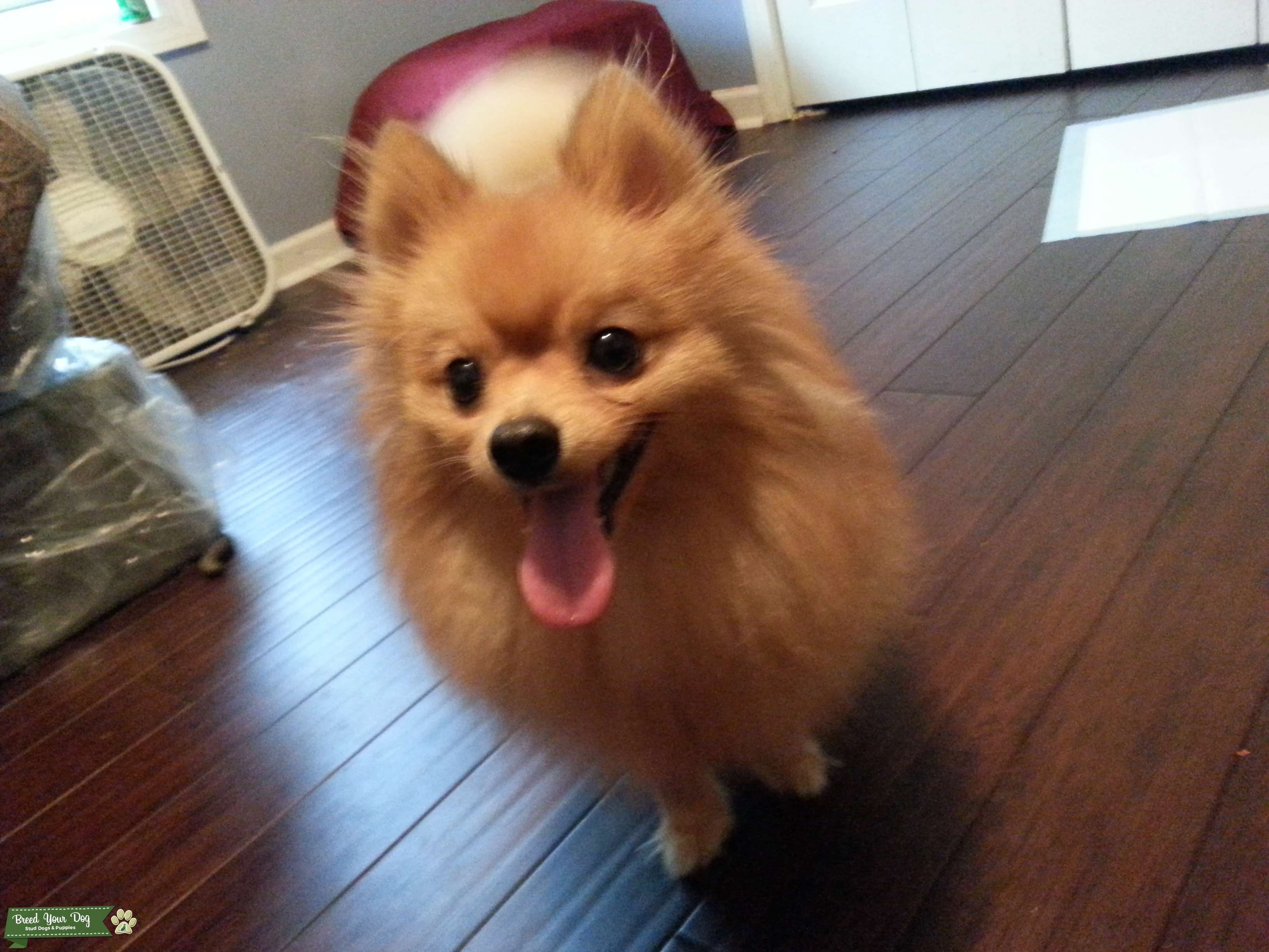 Orange Pomeranian *Stud* Stud Dog in Rex, GA, United States Breed Your Dog
