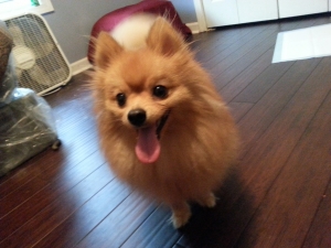 Orange Pomeranian *Stud* Listing Image