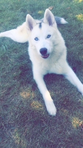 Siberian Husky Listing Image