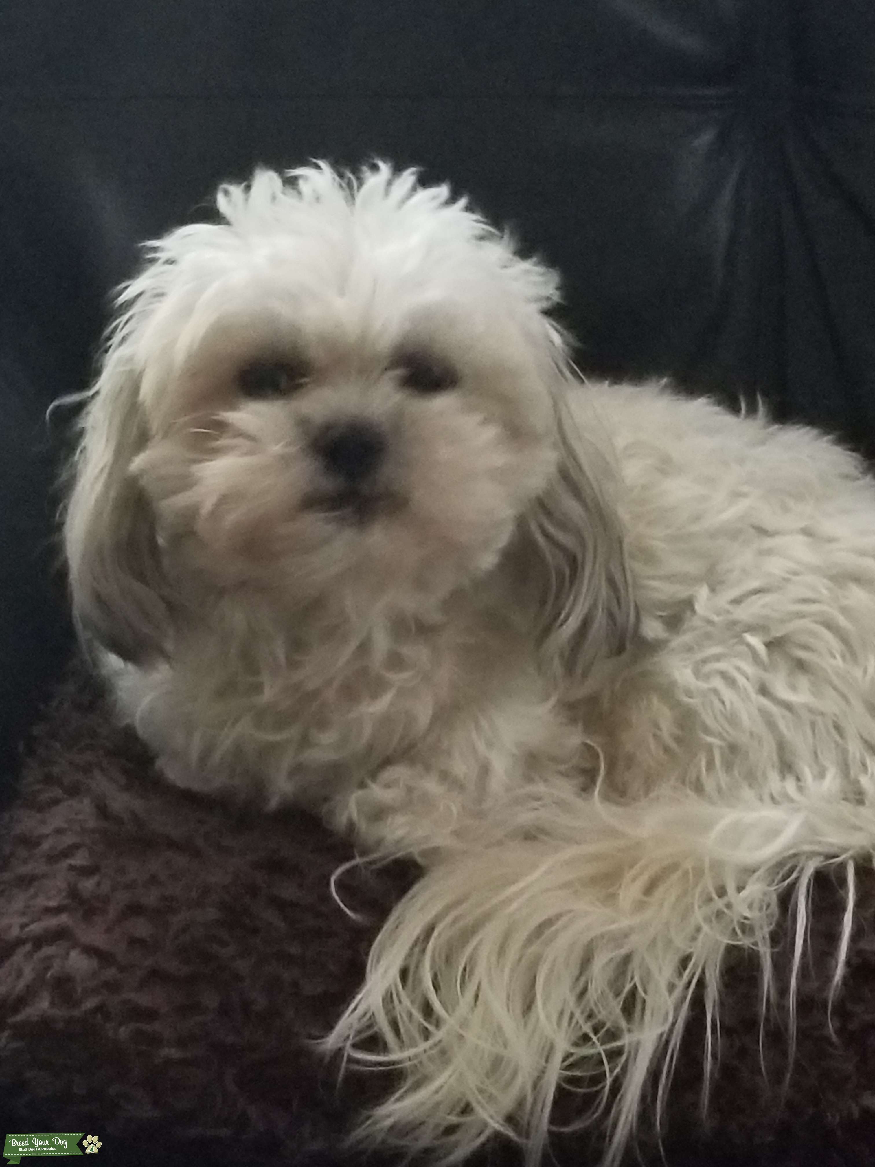 Zuchon Female Looking for Mate Stud Dog in California, the United