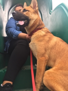 German Shepherd Husky Stud Listing Image