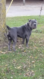 Cane Corso Stud Dogs Available Now Breed Your Dog