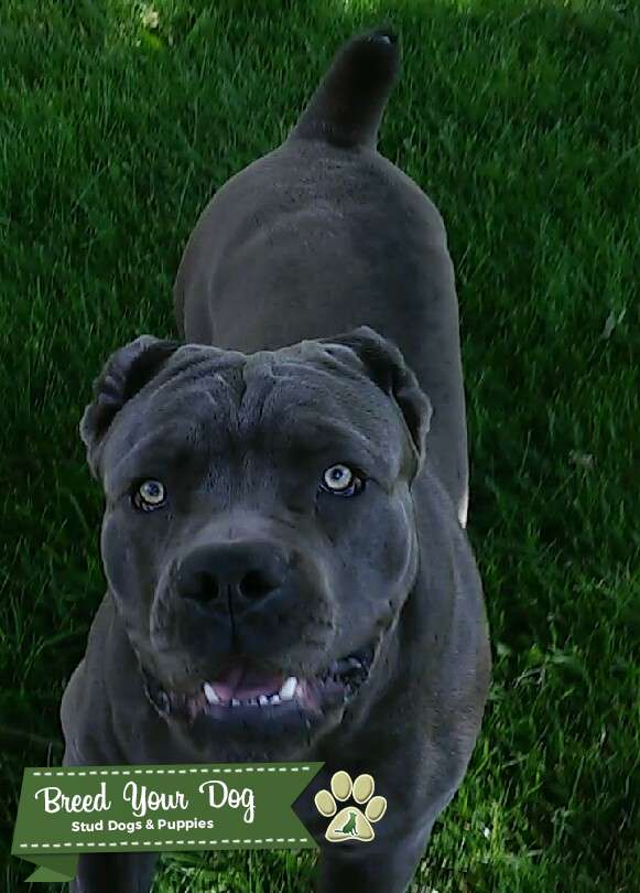 Purebred Blue Cane Corso Stud 1500 stud fee Stud Dog in Ohio