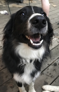 Australian Shepherd  Listing Image