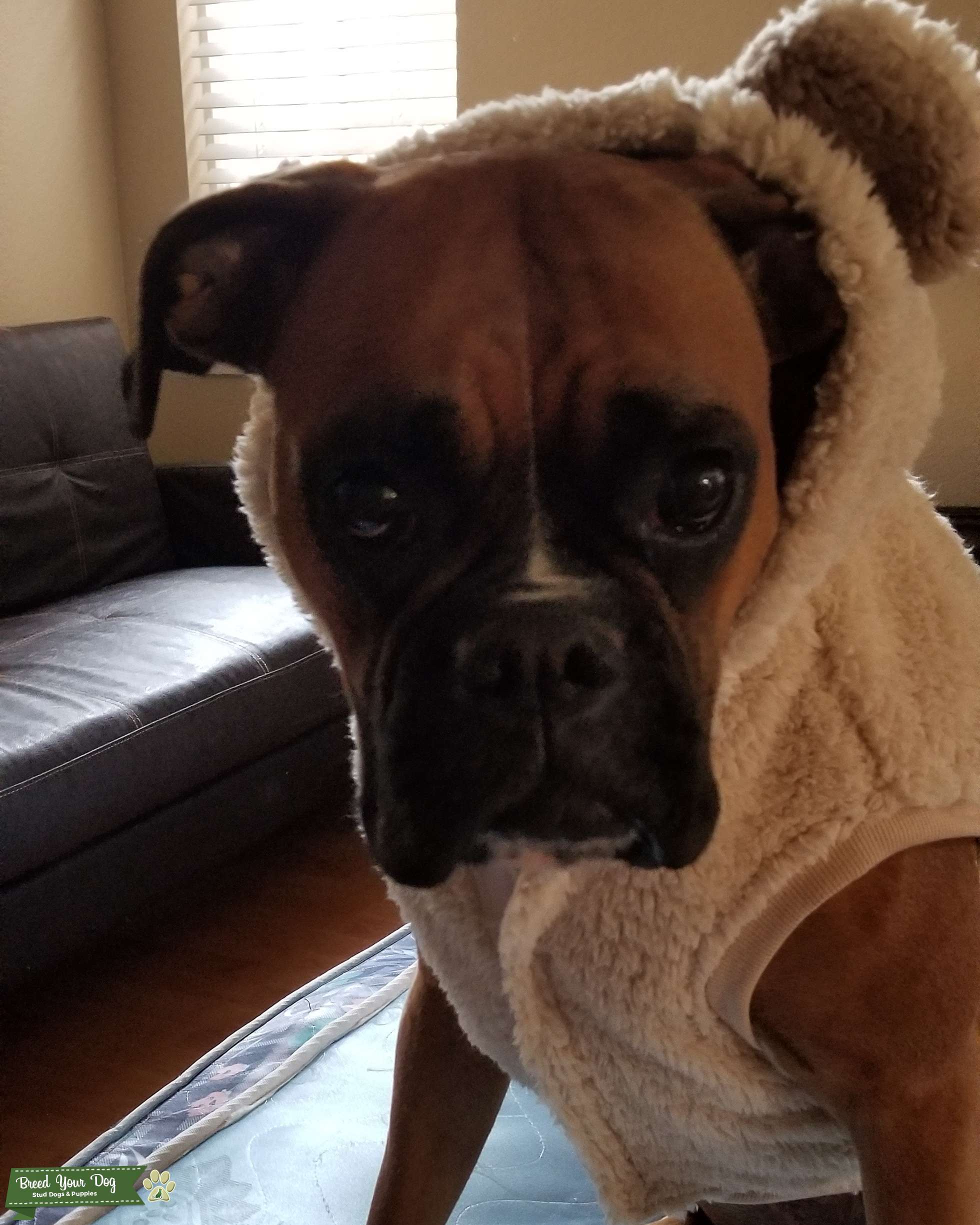 Boxer in heat Stud Dog in CA, the United States Breed Your Dog