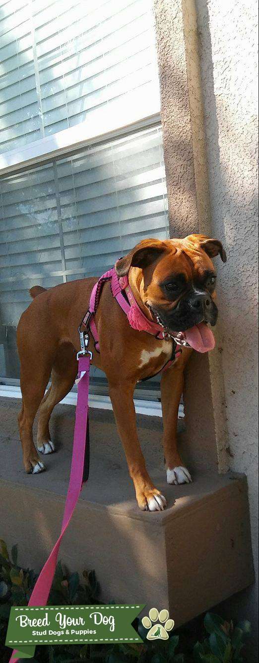 Boxer in heat Stud Dog in CA, the United States Breed Your Dog