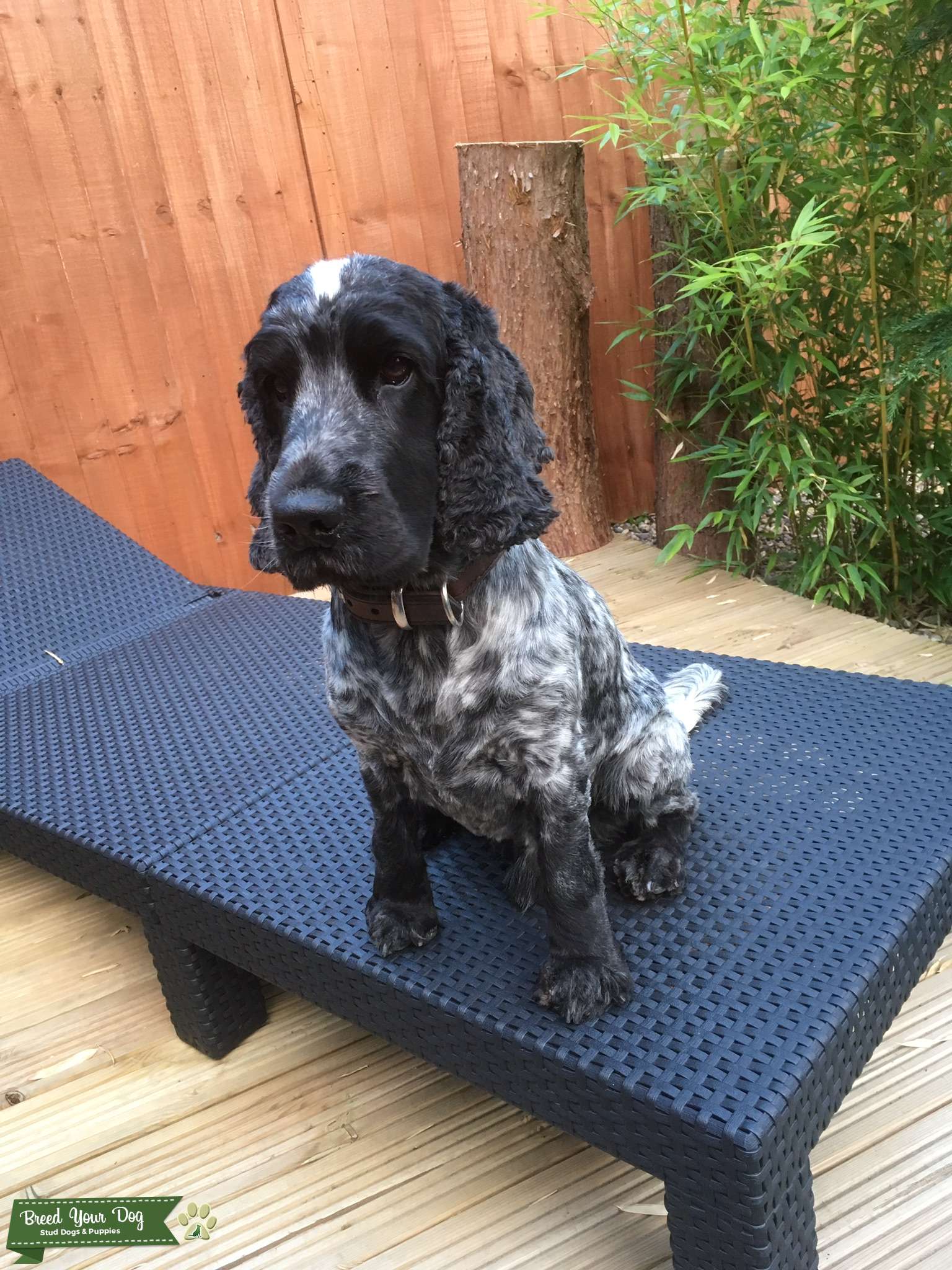 Blue Roan Sprocker Spaniel 2025