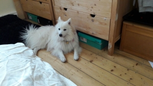 Beautiful Male Japanese Spitz ready to stud, 5 Generation Pedigree Listing Image