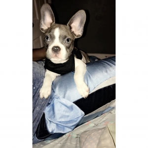 Male Frenchton Looking To Breed Listing Image