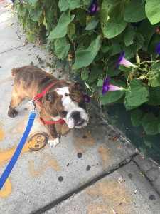 Mini Brindle Bulldog Listing Image