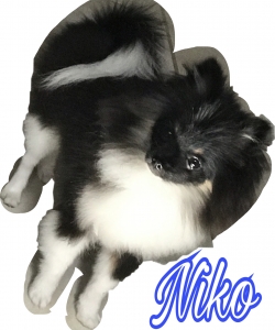 Looking for a female Pomeranian  Listing Image