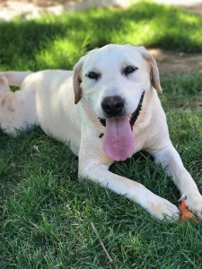 Stud - Purebred White Lab Listing Image