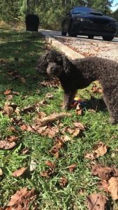 Miniature Poodle Stud 1 y/o  Listing Image