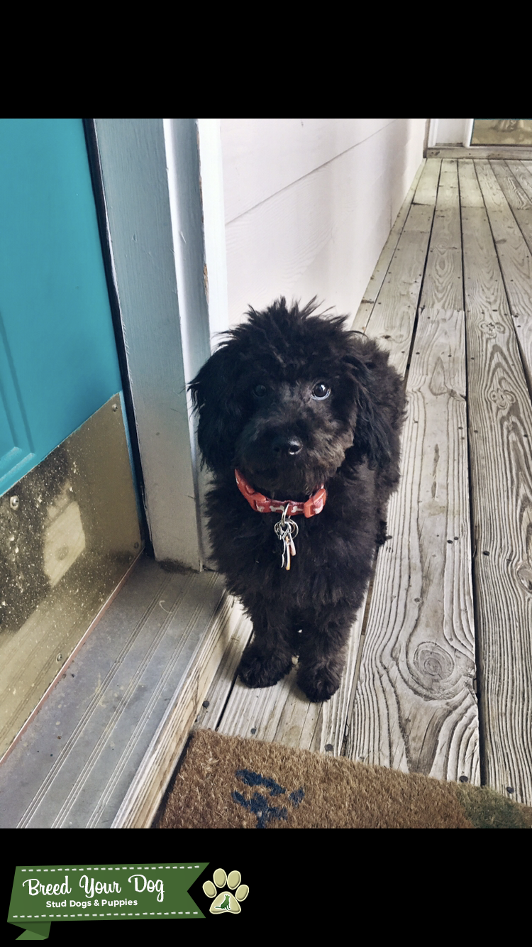 Miniature Poodle Stud 1 y/o Stud Dog in Wilmington, North Carolina