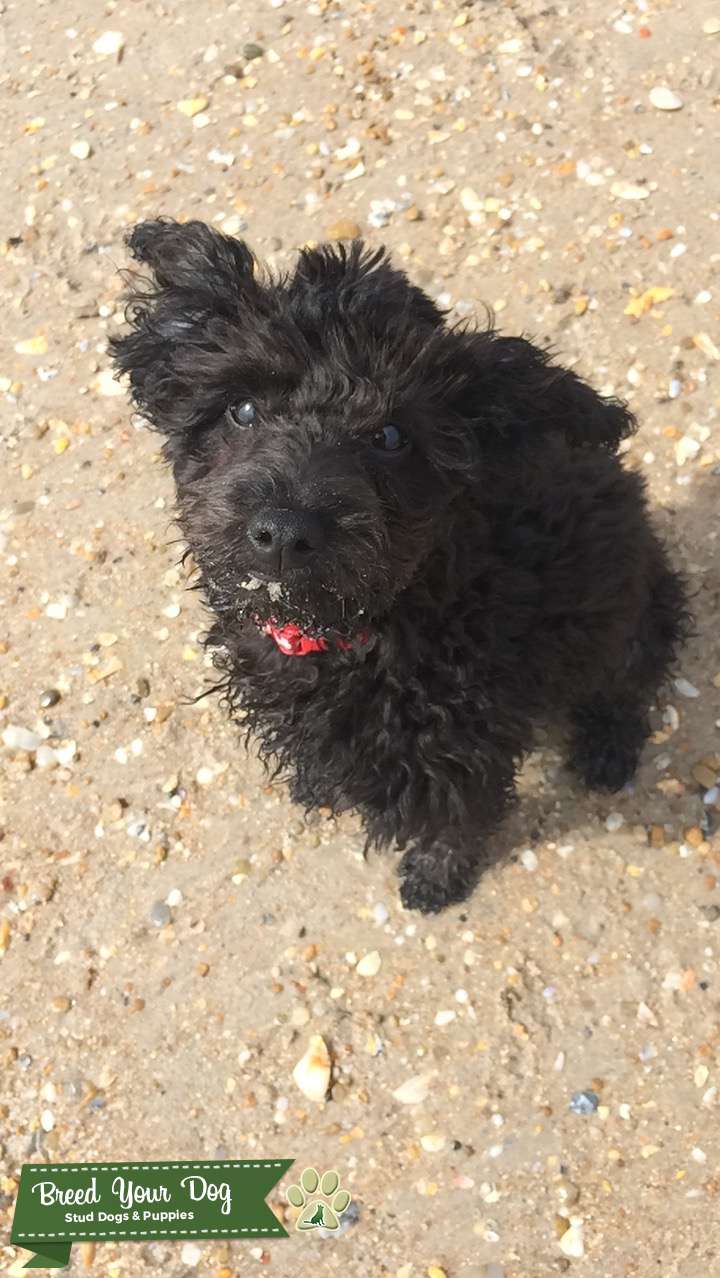 Miniature Poodle Stud 1 y/o Stud Dog in Wilmington, North Carolina