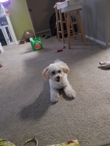 Bichon poodle looking for girl dog Listing Image
