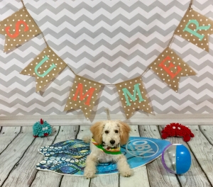 Poochon Male Stud Dog Listing Image