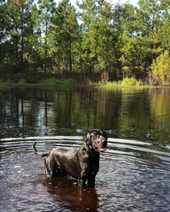 Black Labrador Retriever Stud Listing Image